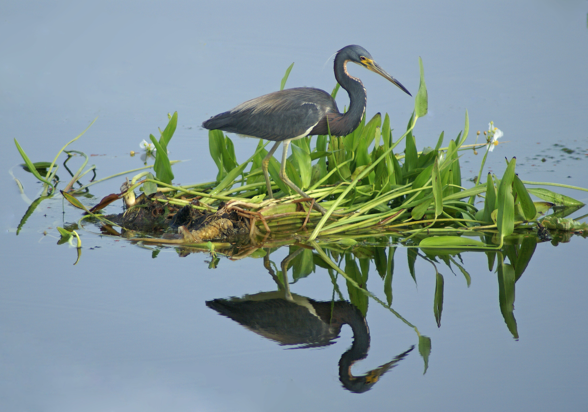 "Tri-Colored Heron" - Robert Mindick