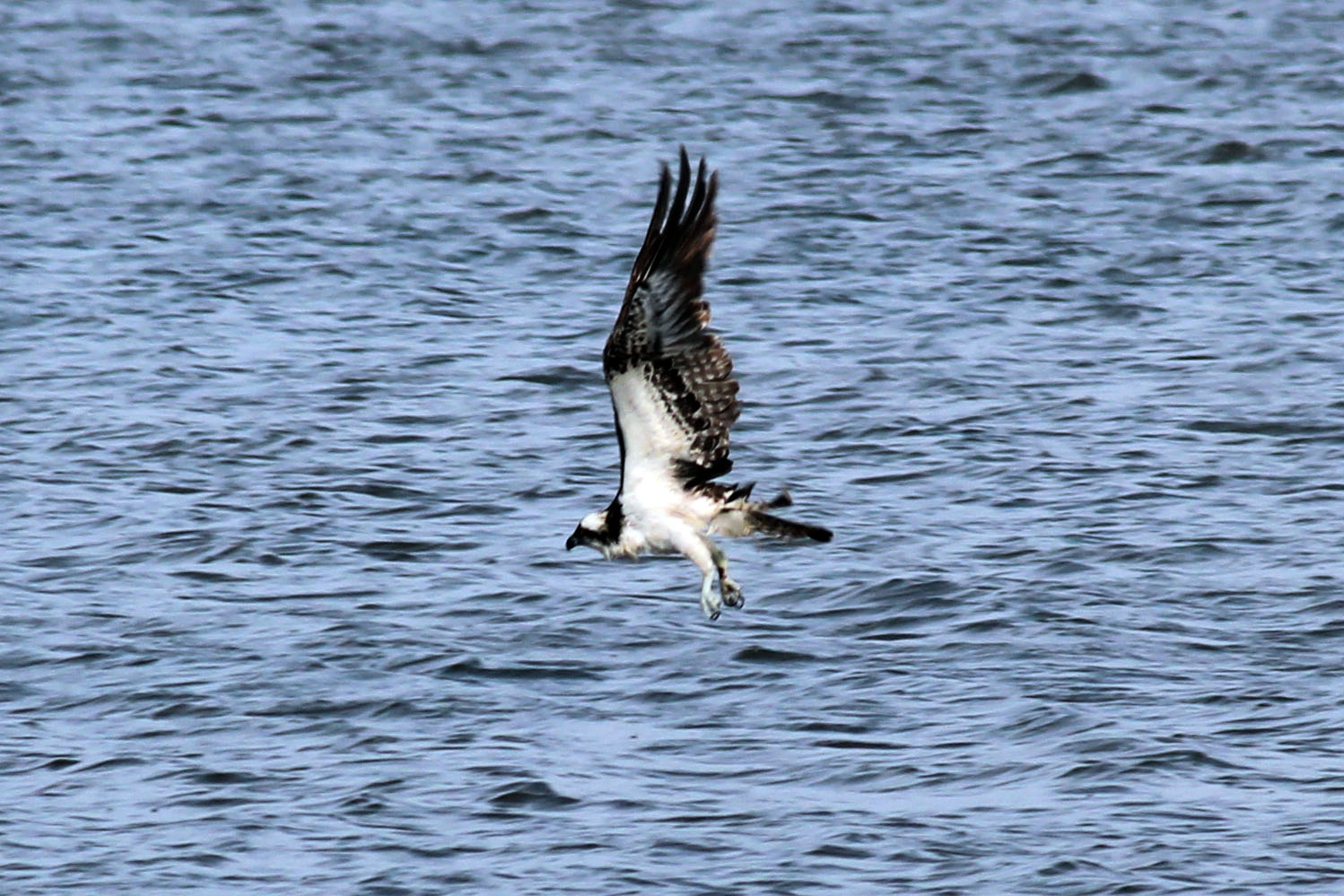 "Osprey" - Shannon Moore