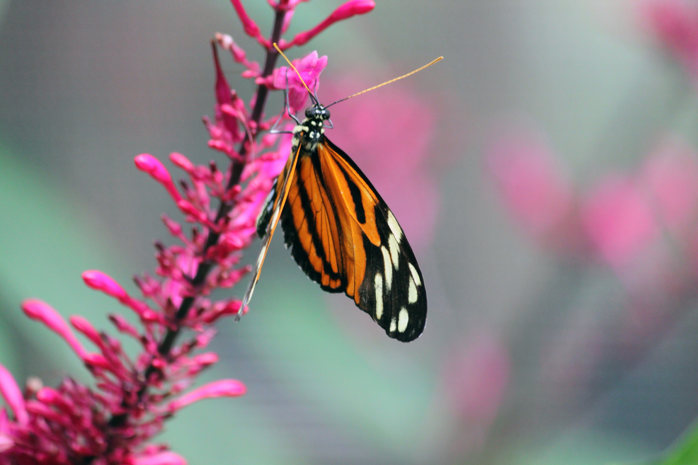 "Monarch Butterfly" - Erica Christiansen