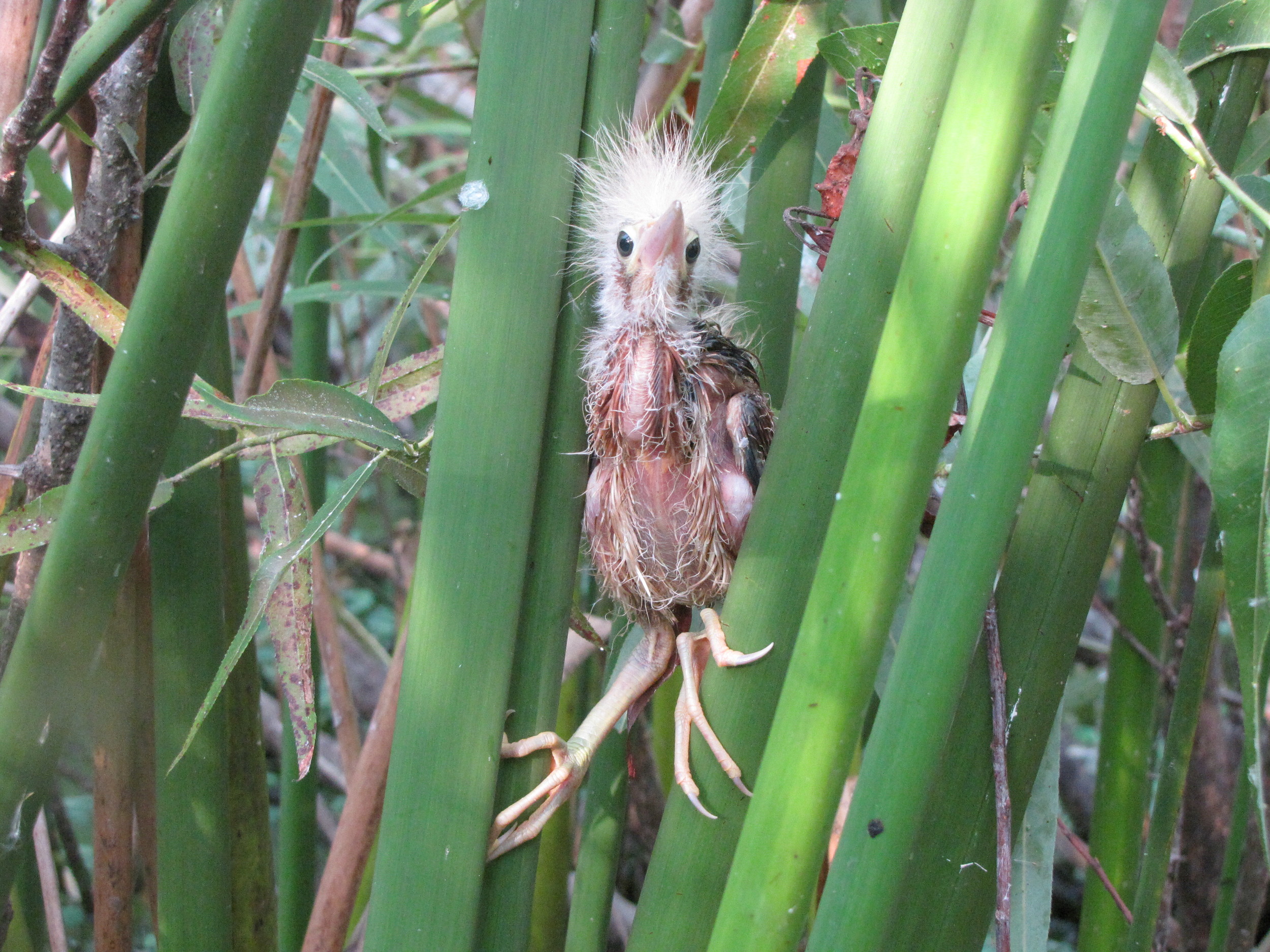 "Least Bittern" - Jennifer Chastant