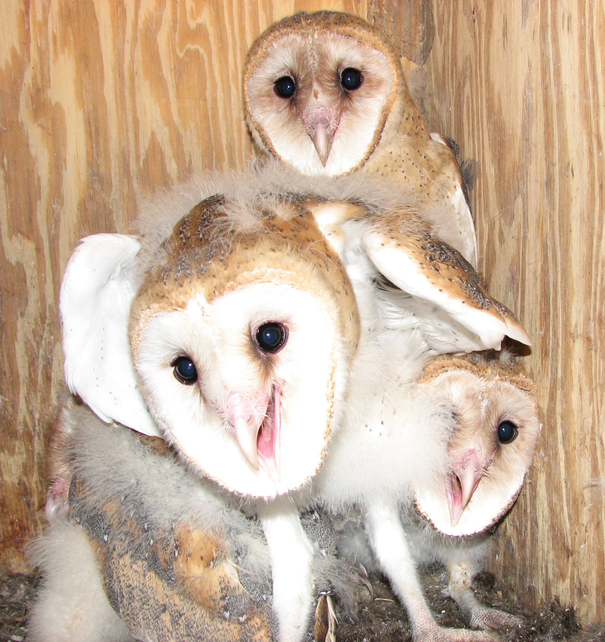 Barn Owl Nestlings - Maria Zondervan.JPG