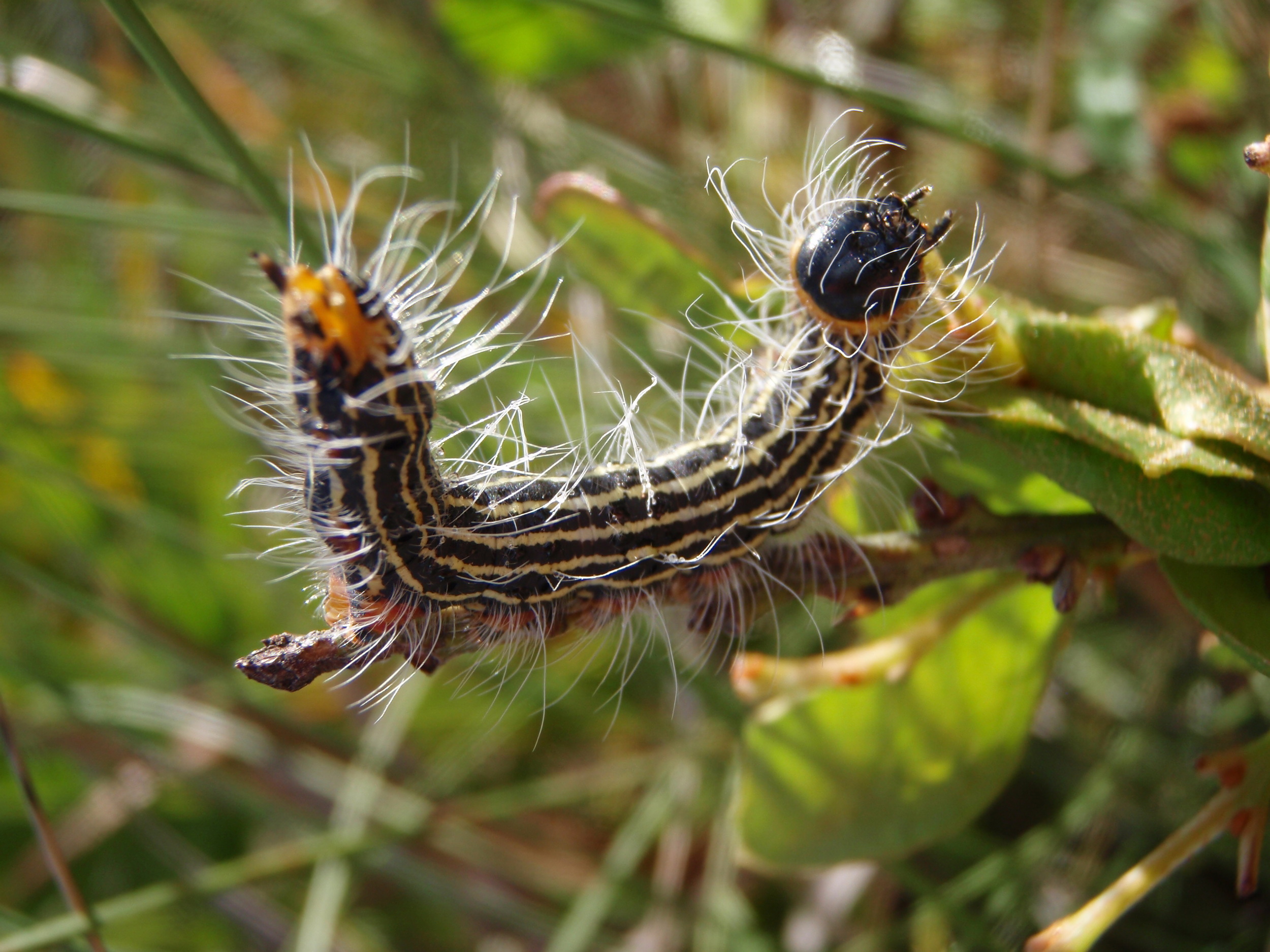 "Datana ministra caterpillar moth" - Joy Ryan