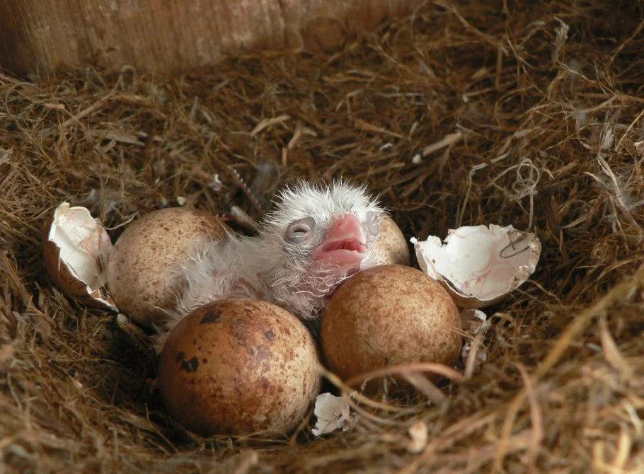 hatching day - Karl Miller.jpg
