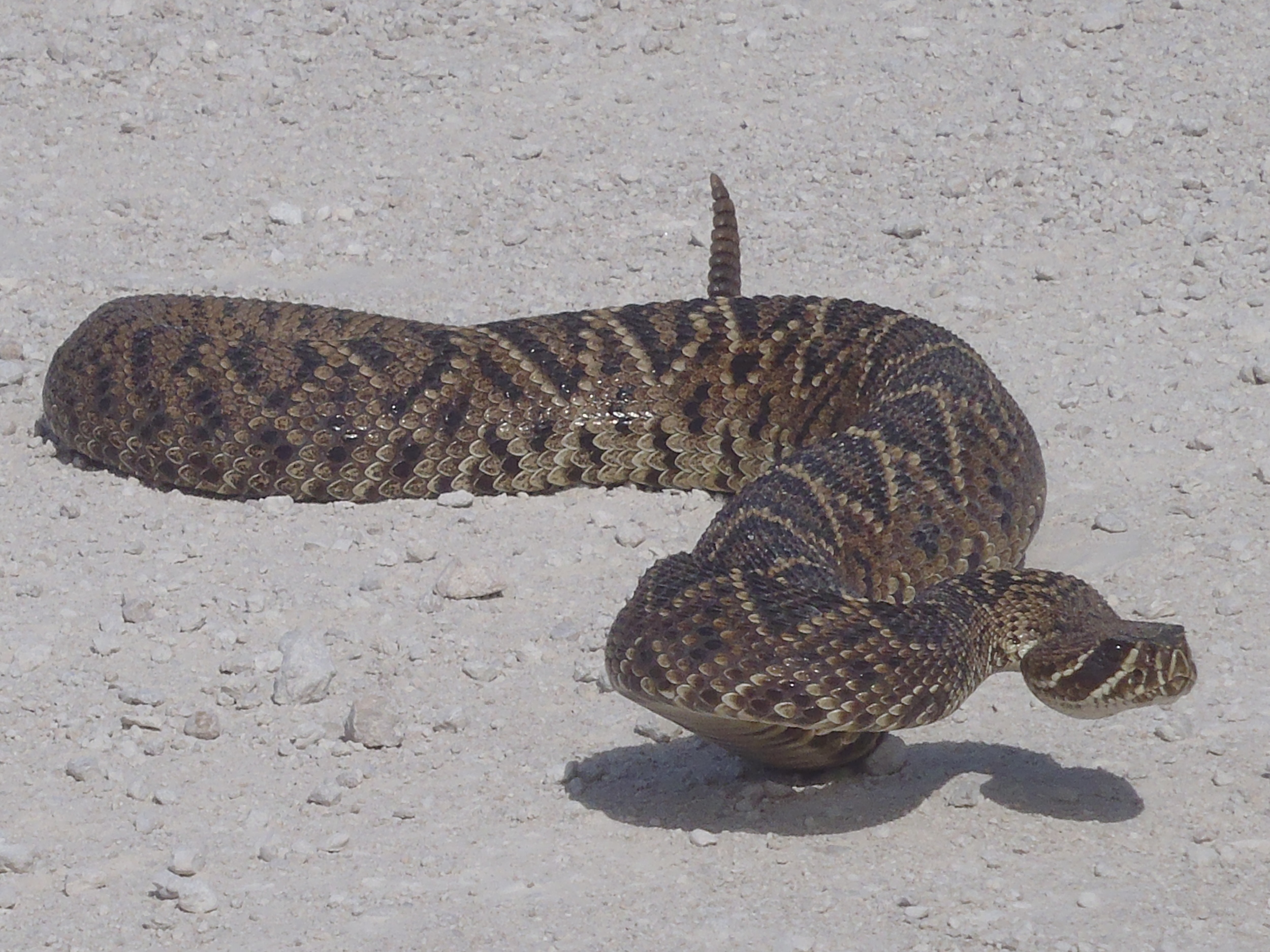 Eastern Diamondback Rattle Snake - Jeremy Conrad.JPG