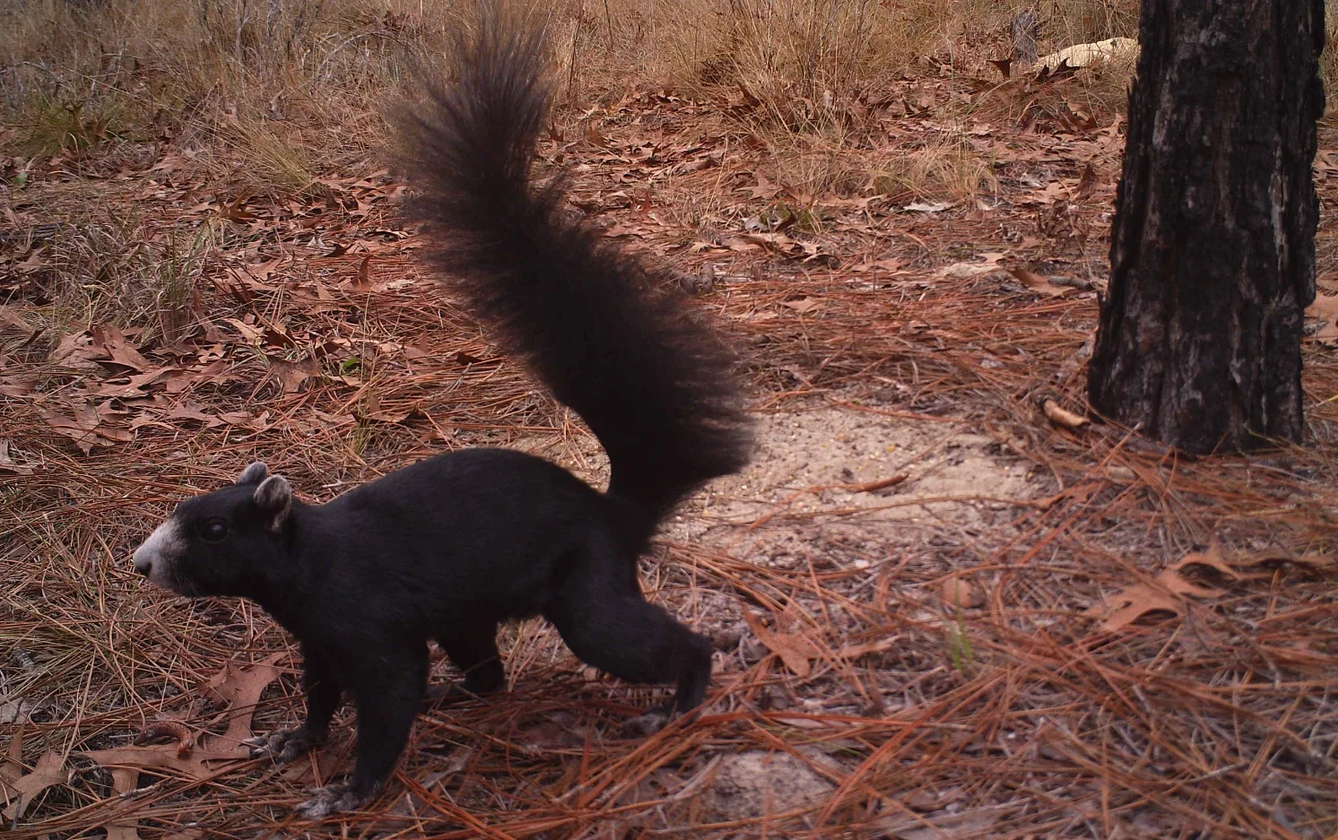 Species Spotlight:  Fox Squirrel