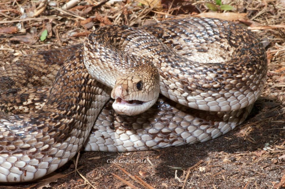 Common defense display of Florida Pine Snake
