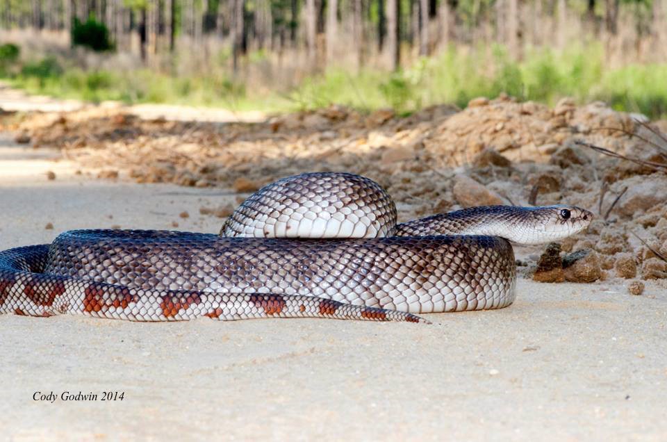 Adult Florida Pine snake