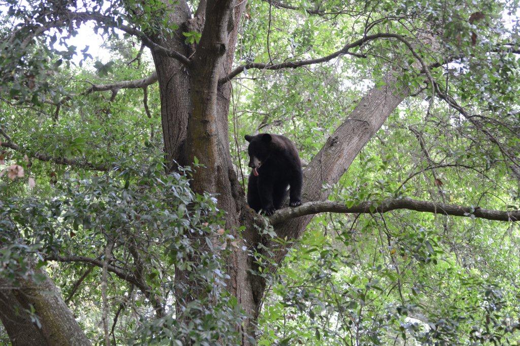 Jay Exum - Bears in a tree