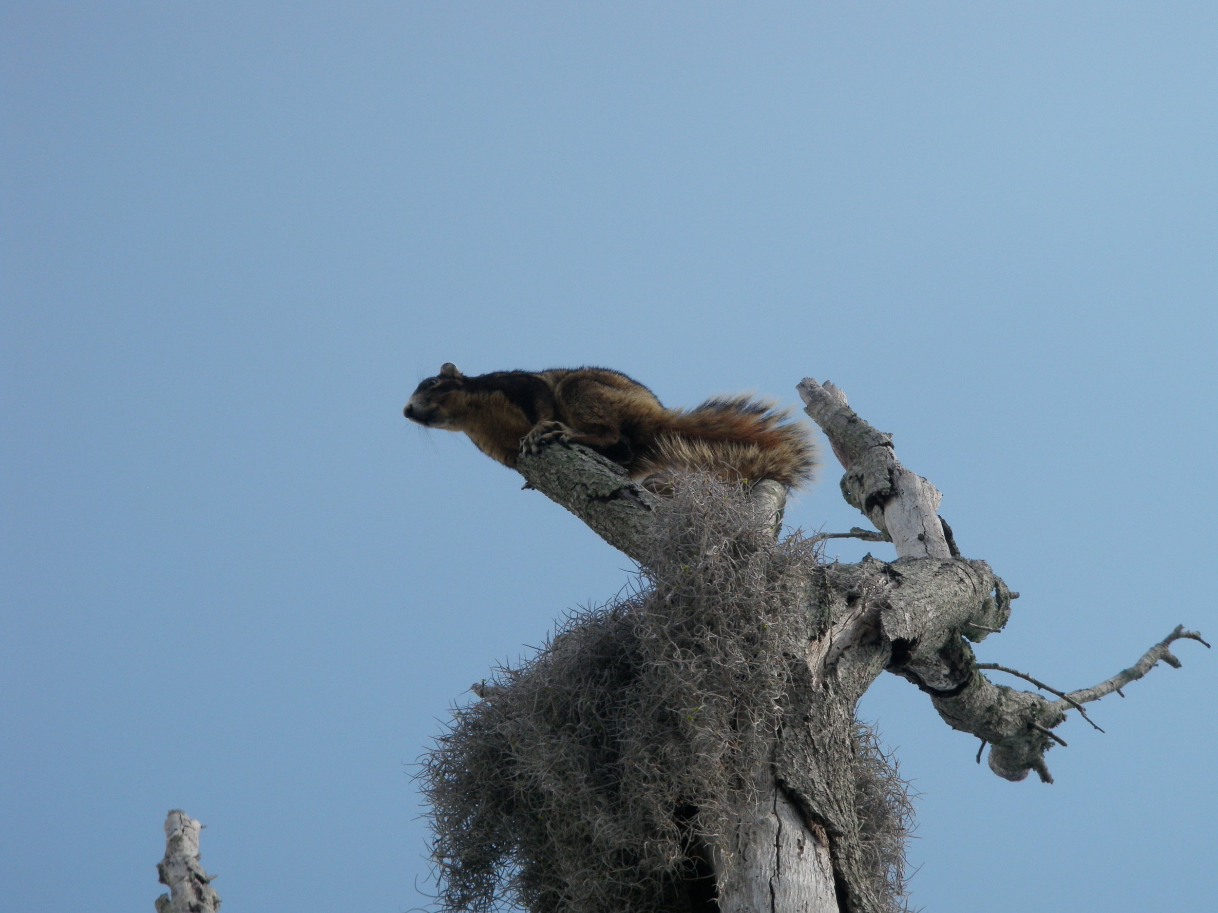 C.J. Greene - Fox Squirrel