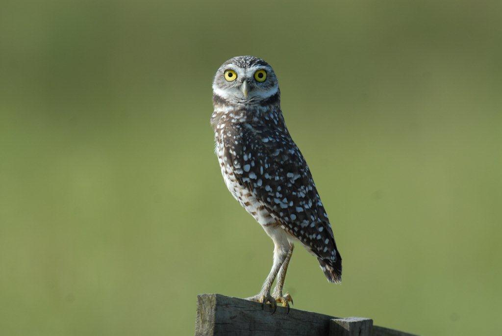 Jay Exum - burrowing owl Lake County