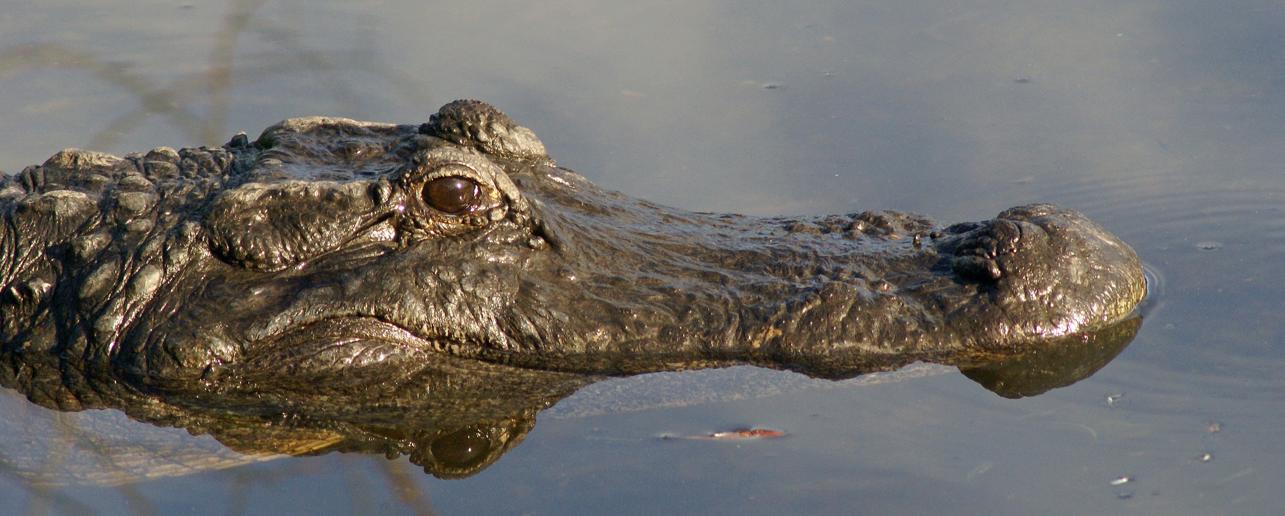 Species Spotlight: American Crocodile — The Wildlife Society - Florida  Chapter