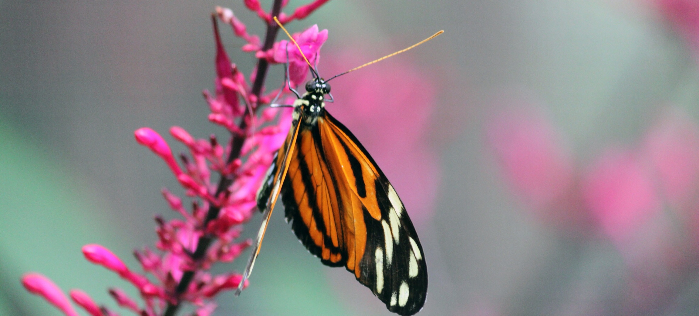 Erica Christiansen - Monarch