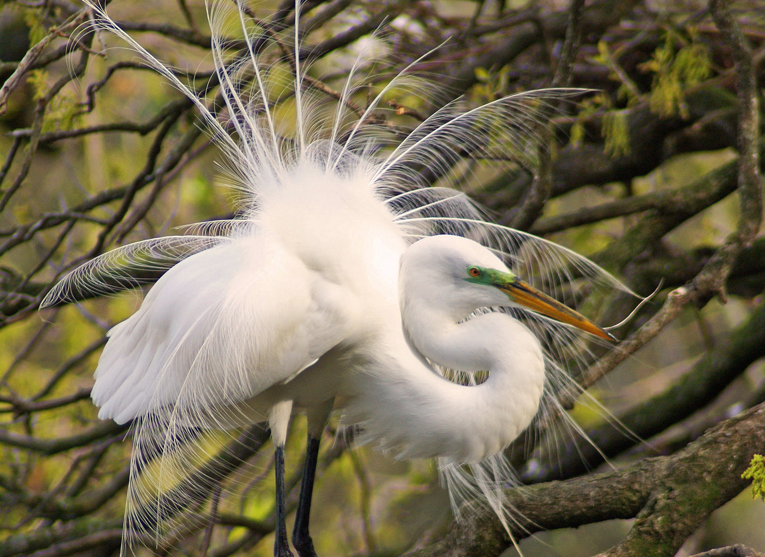 Robert R. Mindick - Great Egret