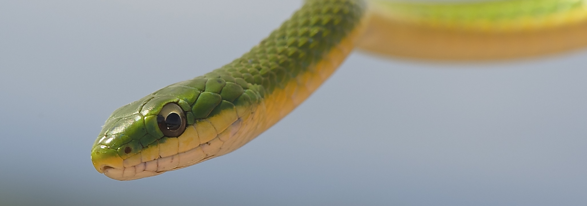 Brian Garrett - Rough Green Snake - STA-34 Discharge Canal