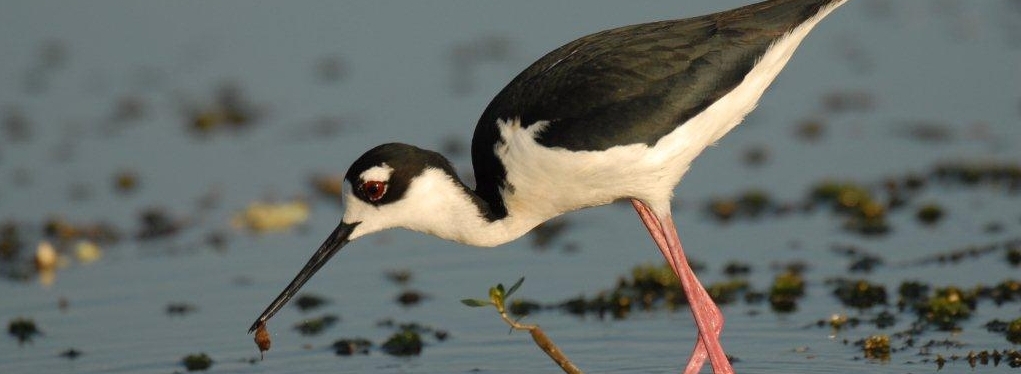 Jay Exum - black-necked stilt Circle B Bar Ranch