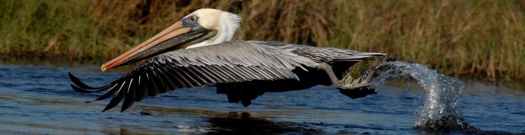 Jay Exum - brown pelican MINWR