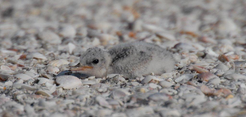 Jay Exum - Wilson's plover chick north Captiva