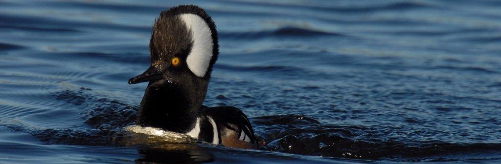 Jay Exum - hooded merganser MINWR