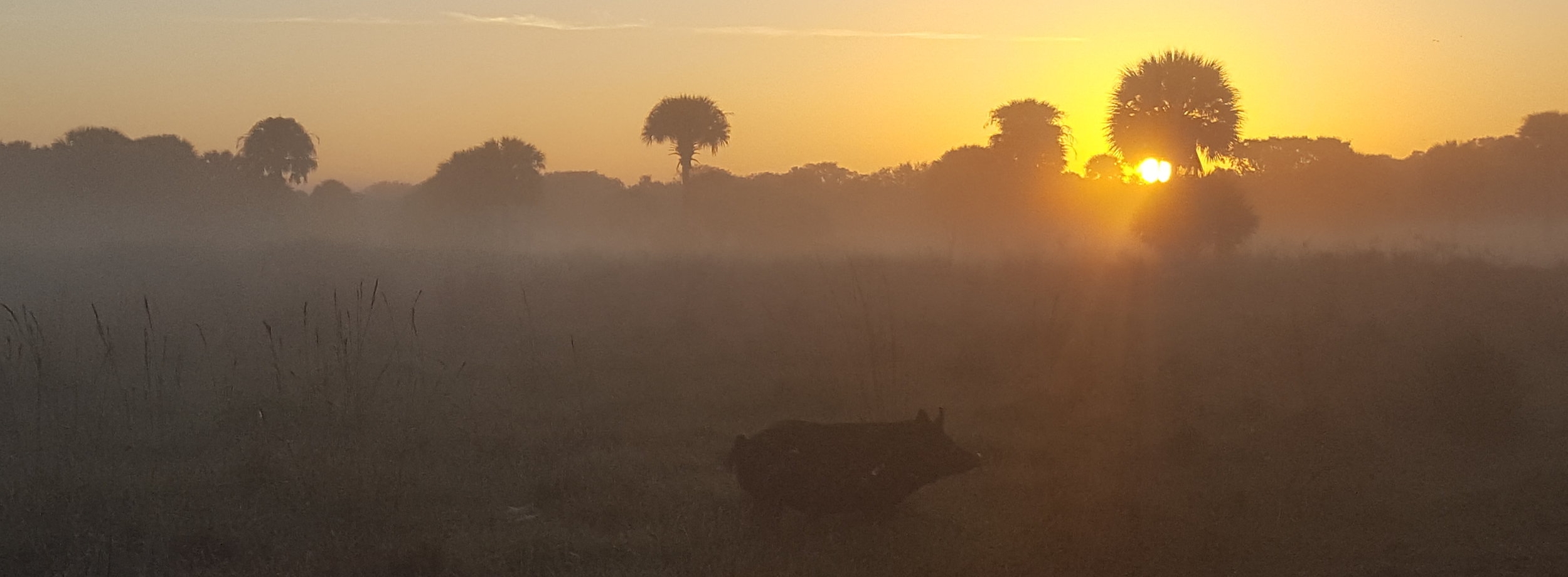 Wes Anderson - sunrise swine