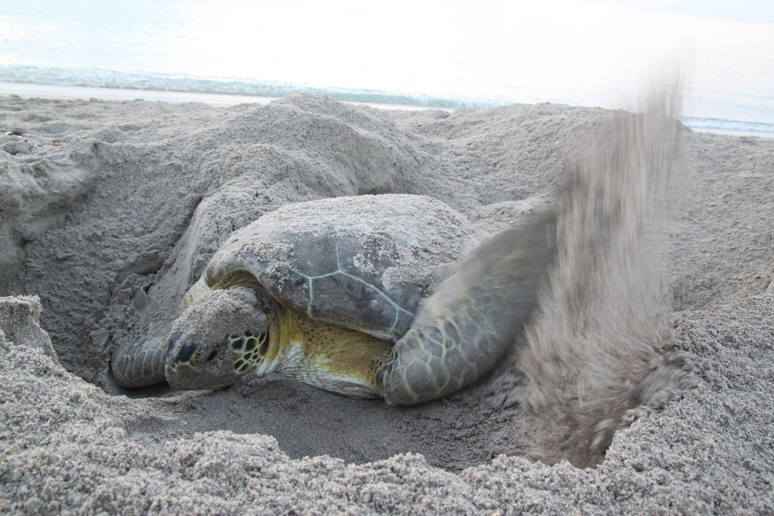 Adrienne McCracken/ Loggerhead Marinelife Center