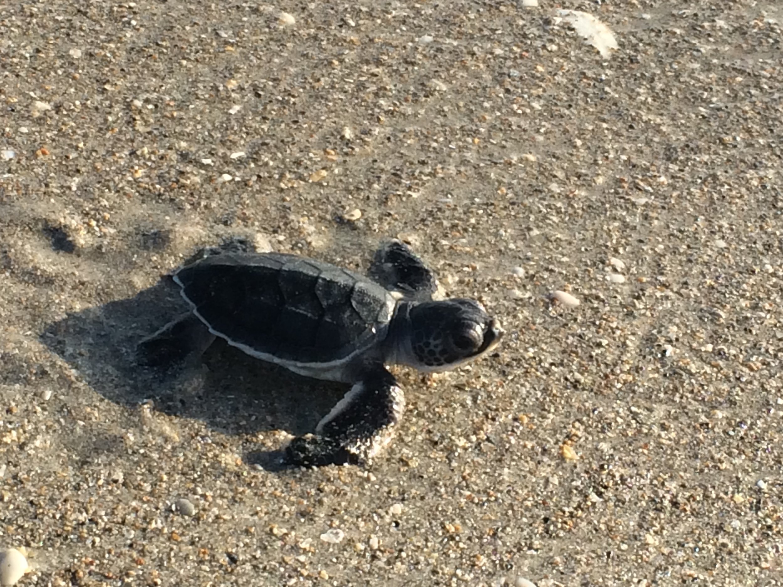 Green Turtle (Chelonia mydas)