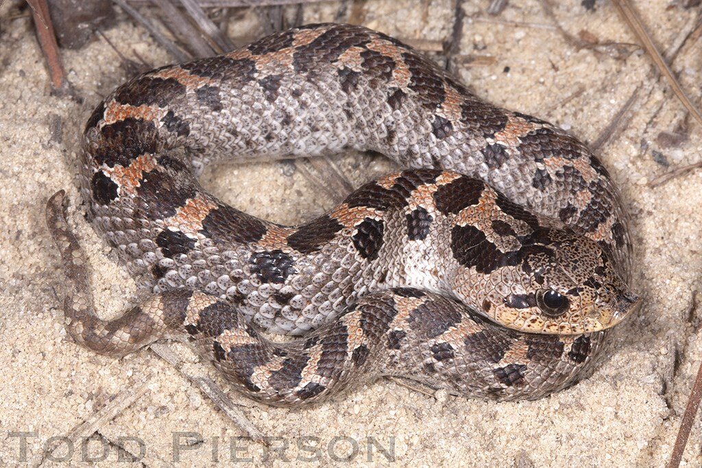 Southern Hognose Snake — The Wildlife Society - Florida Chapter