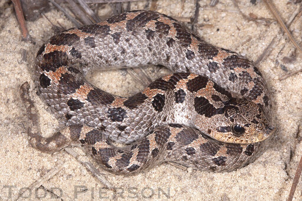 Hognose snake playing dead. Hognose snakes do this to make