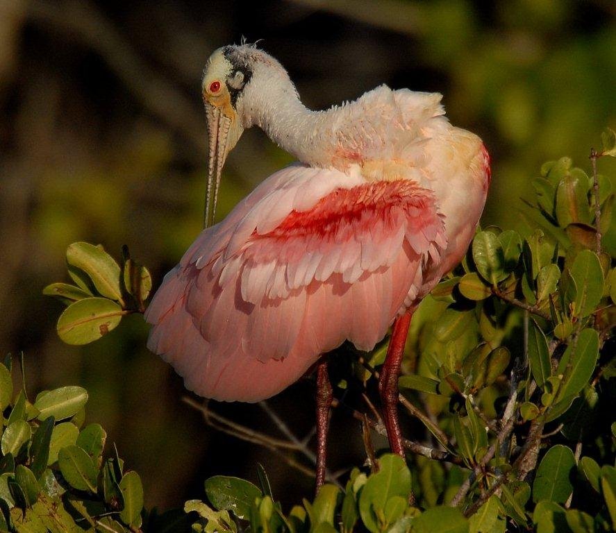 FOS/FLTWS Birding Challenge Fall 2021 Results