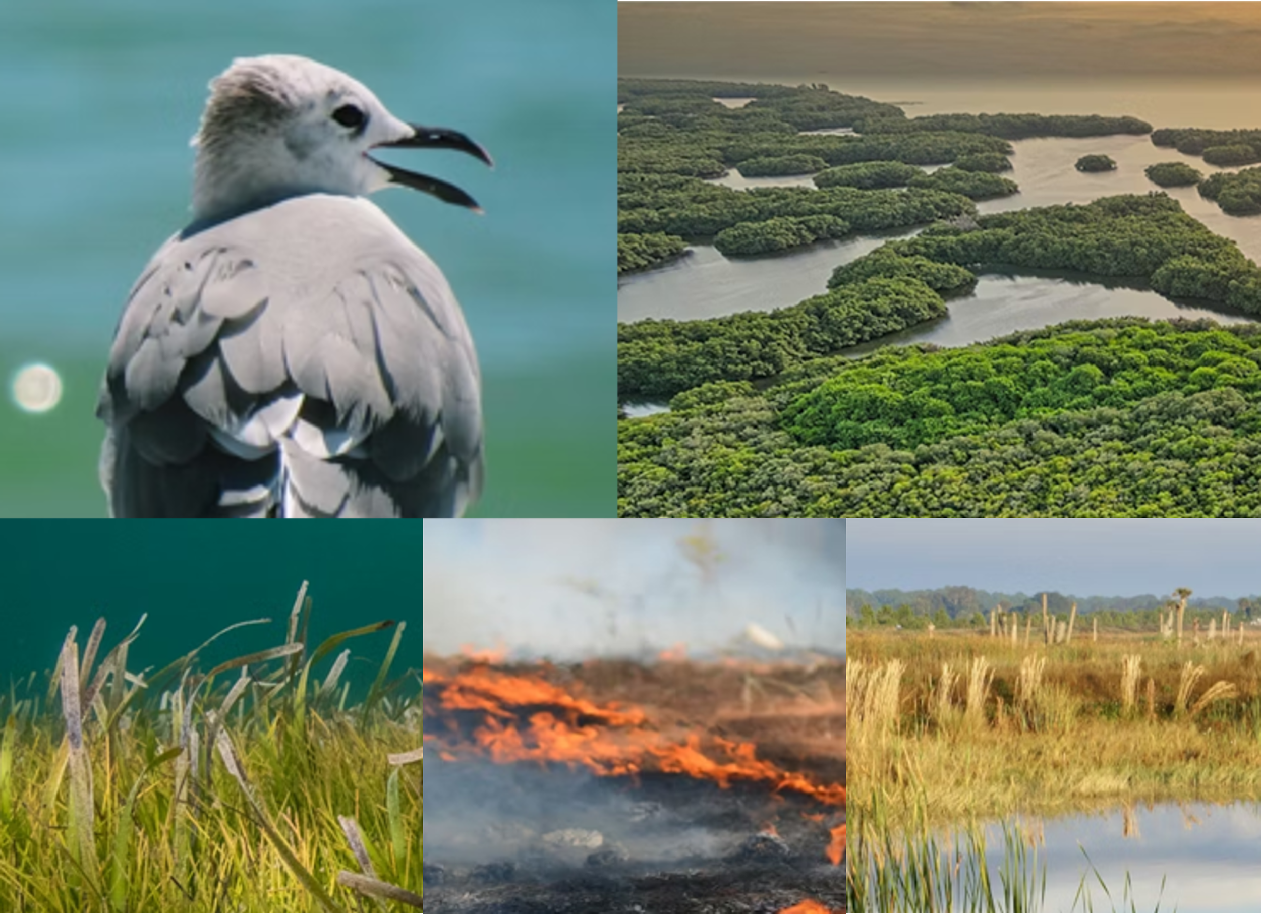 Field trips image.png