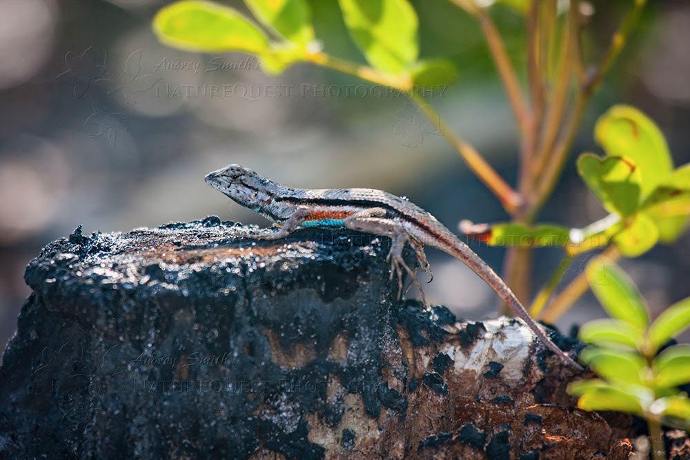 Scrub Lizard.jpg
