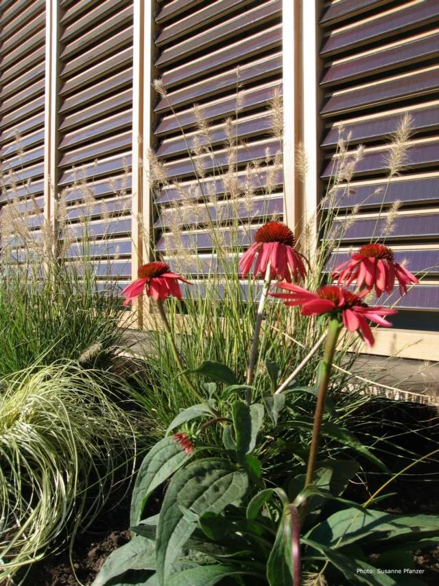 Flowers outside contest entry