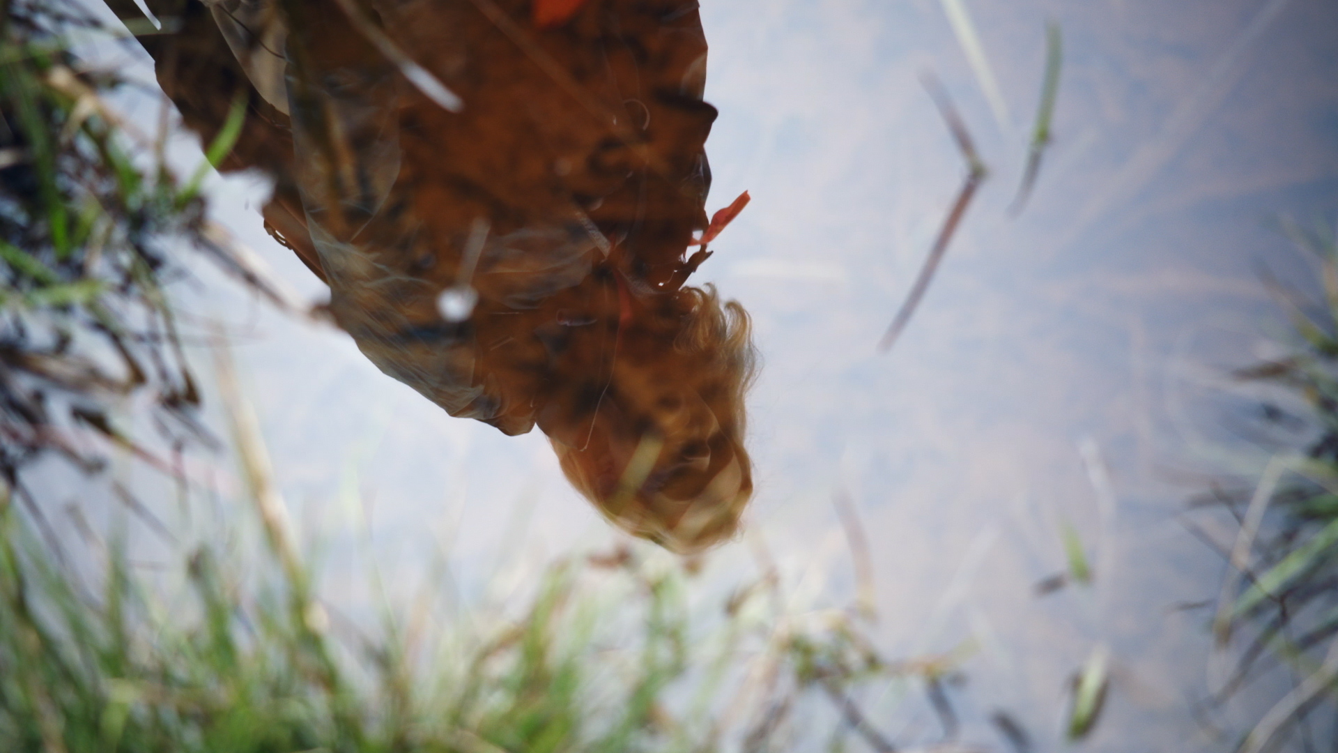 Boar Reflection.jpg