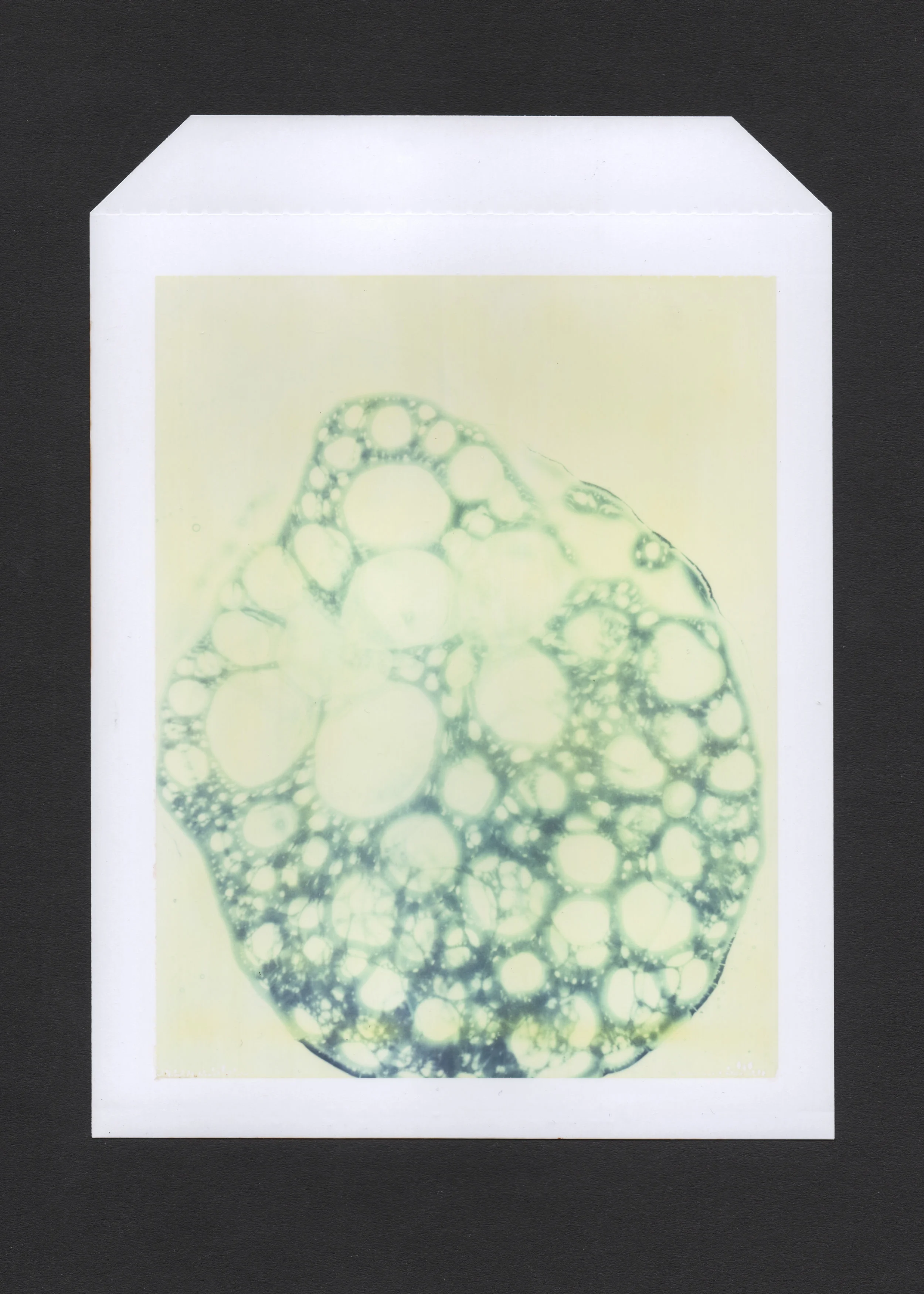 Polaroid 25.jpg