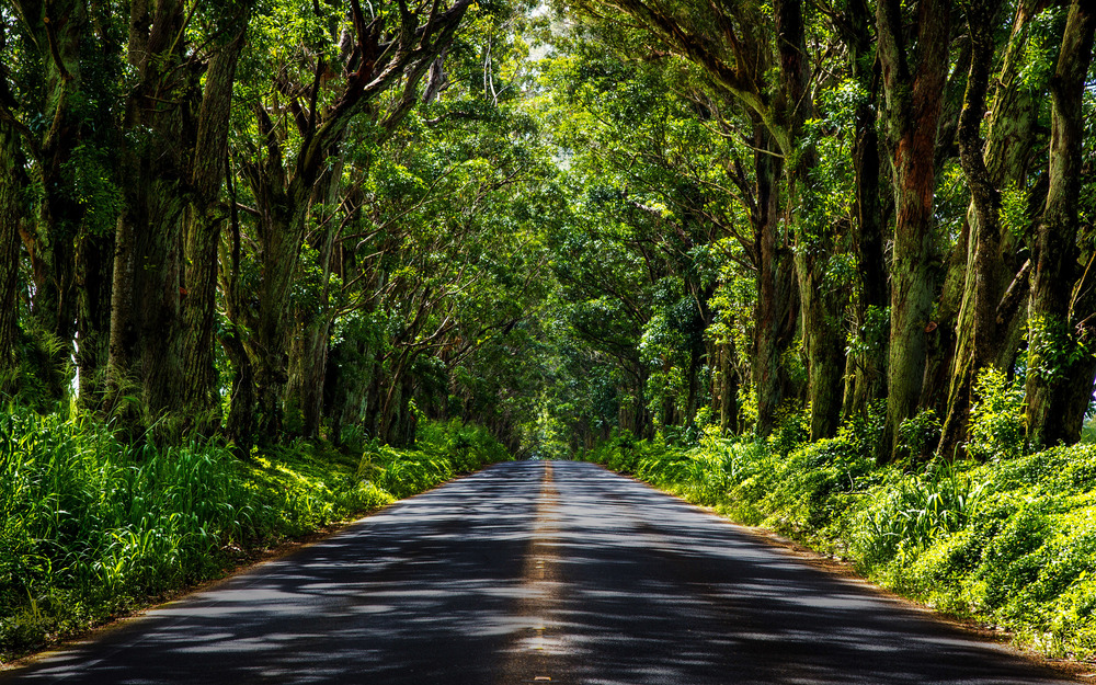 Tree Tunnel Road – Kauai