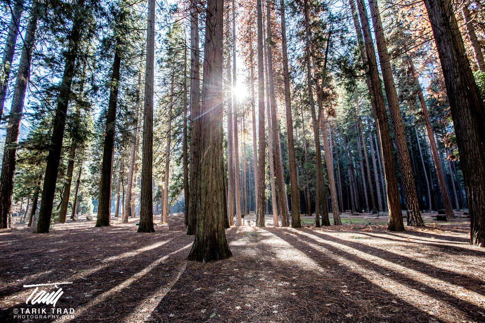 Sunlight thru Trees in Campground