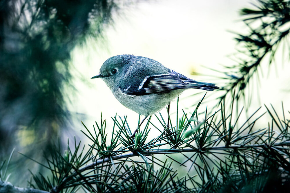 Ruby-crowned Kinglet (Regulus calendula)