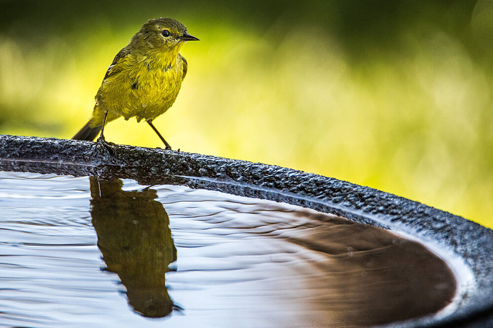 Orange-crowned Warbler (Leiothlypis celata)