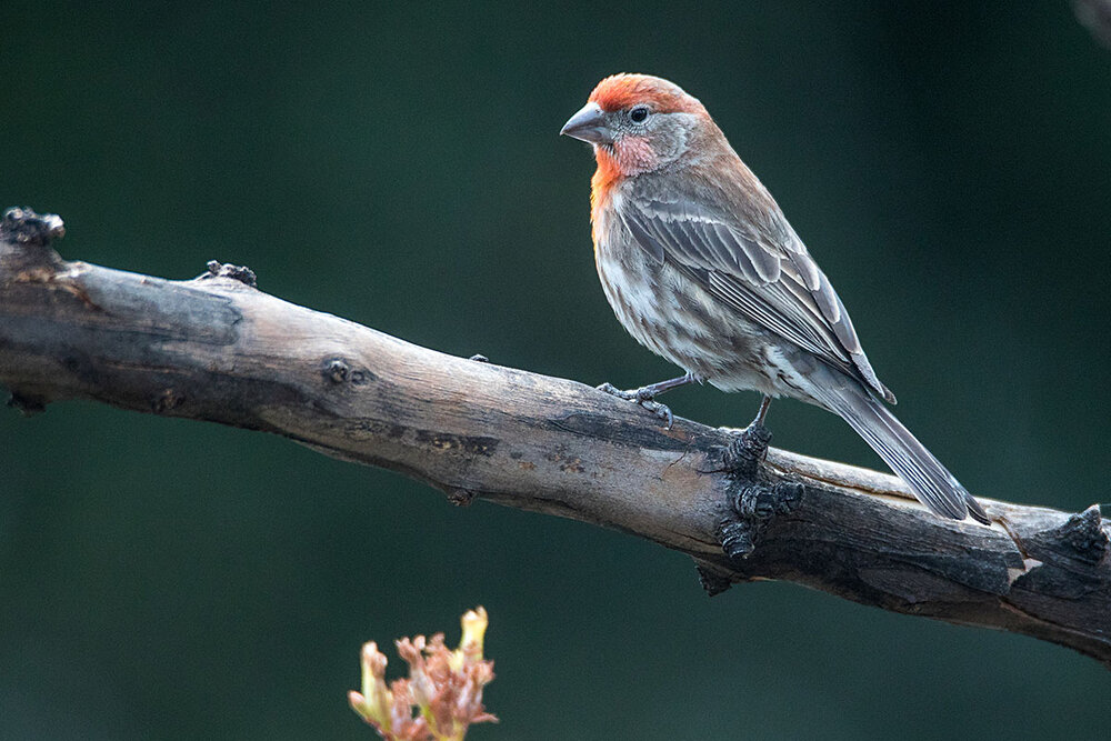 Male House Finch (Haemorhous mexicanus)