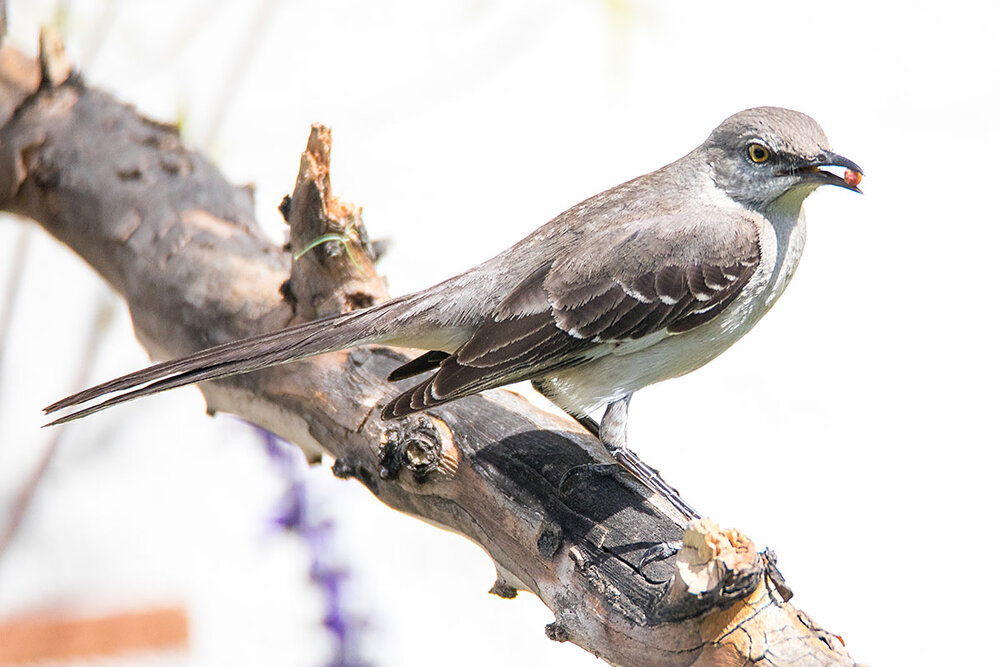 Northern Mockingbird (Mimus polyglottos)