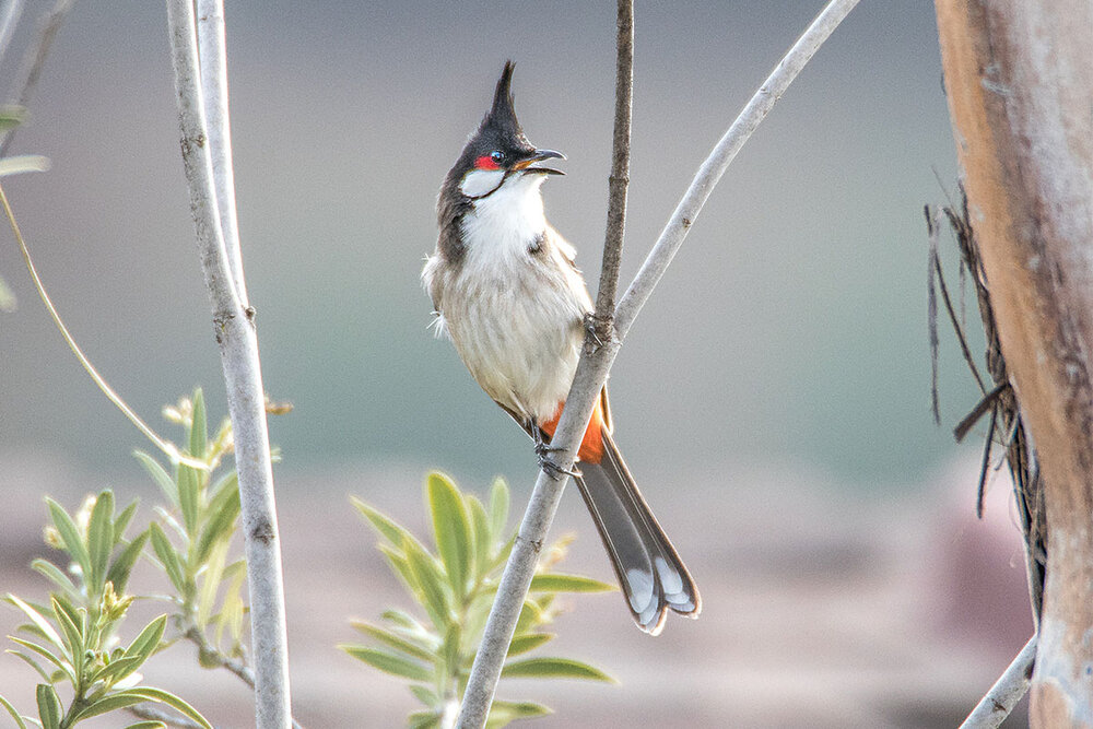 Red-whiskered Bulbul (Pycnonotus jocosus)