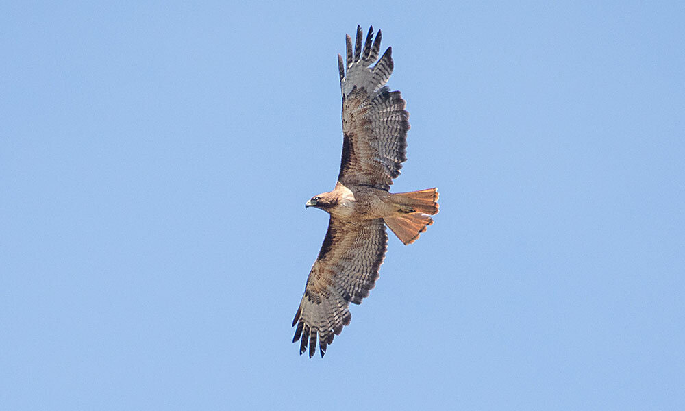 Red-tailed Hawk (Buteo jamaicensis)