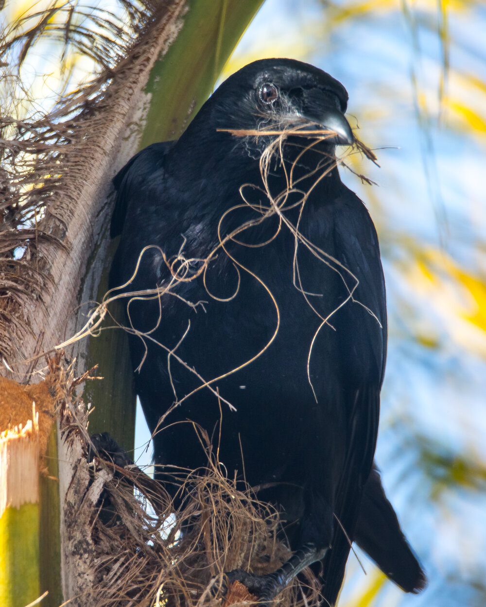 American Crow (Corvus brachyrhynchos)