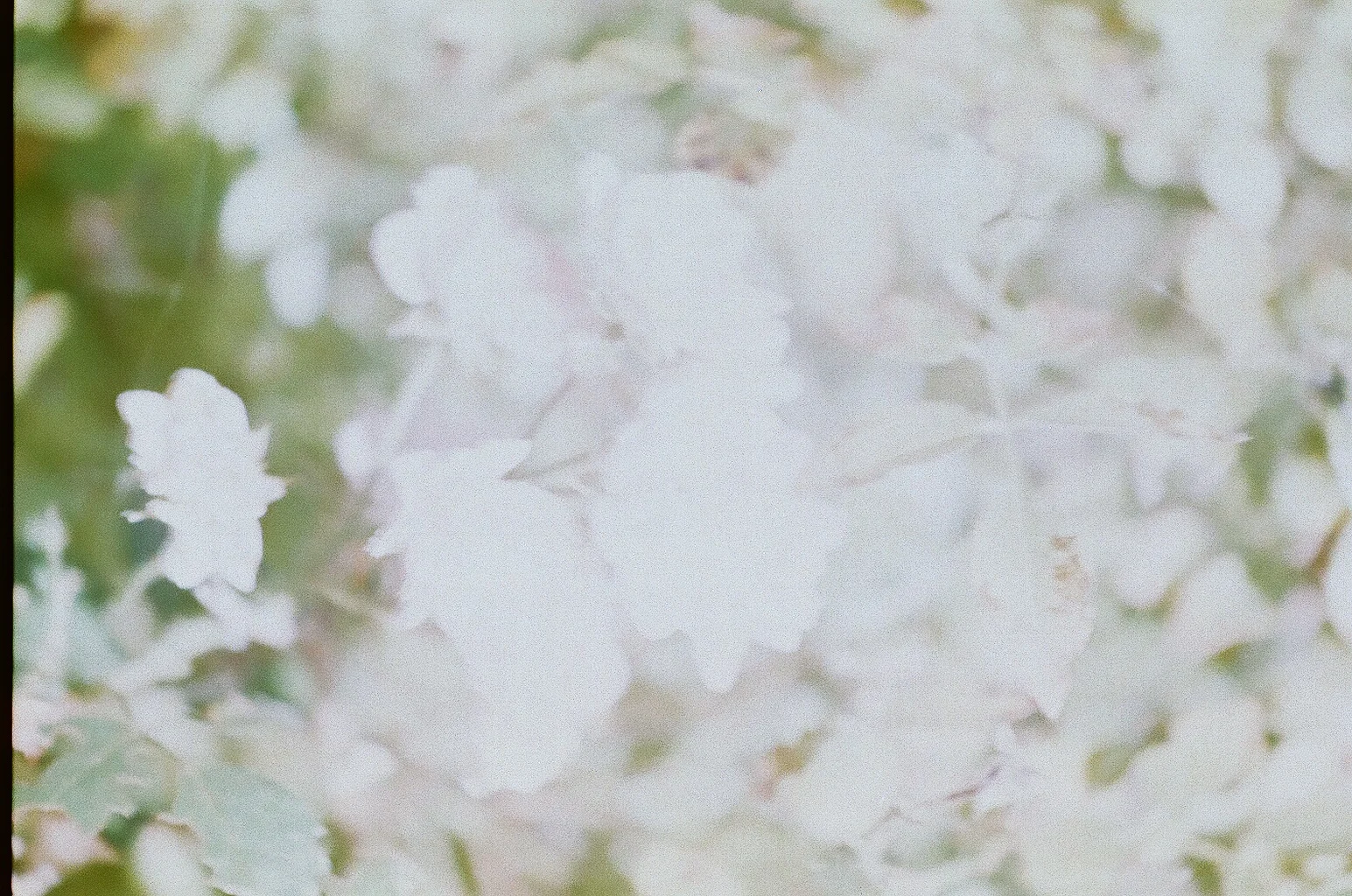 86480007.jpg