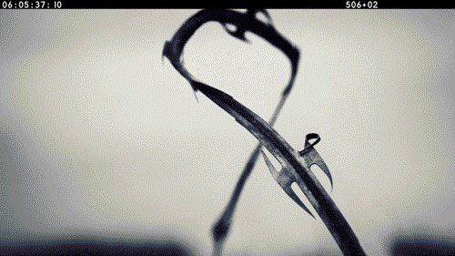 AASB_CUT_02.gif