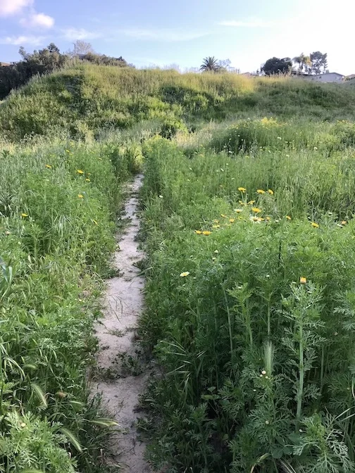 weed trail.jpg
