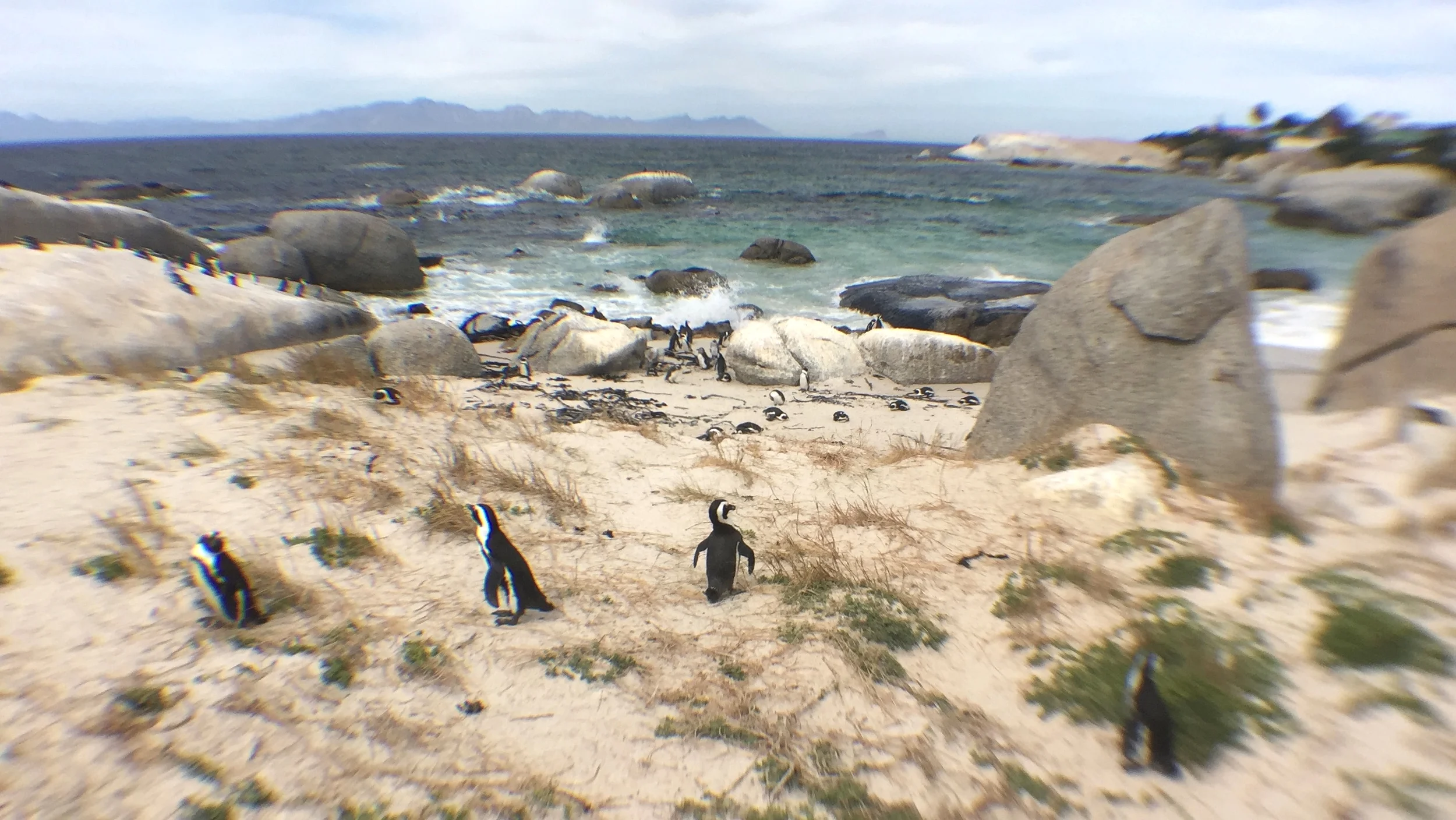Boulders Beach in Simon's Town