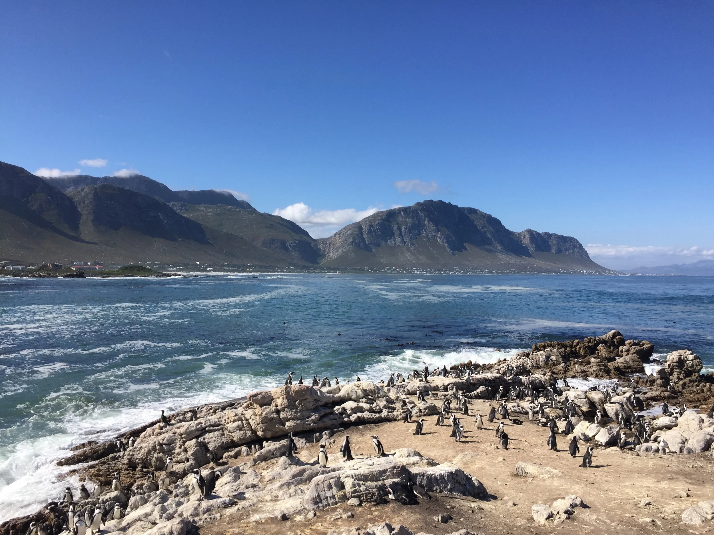 Stony Point in Betty's Bay