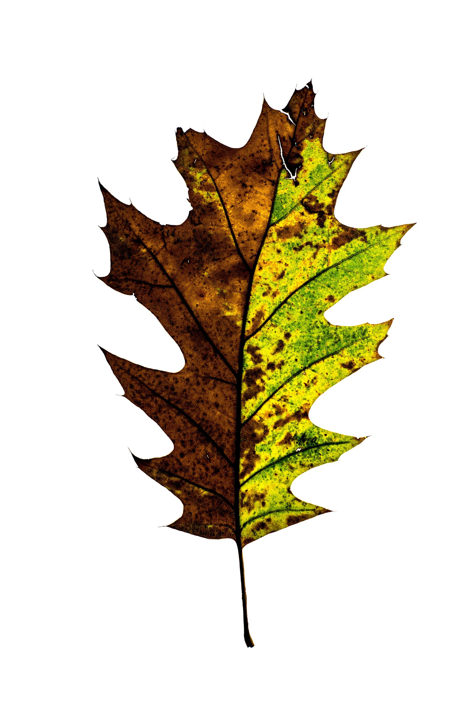 _DSC1533-2-Edit.jpg