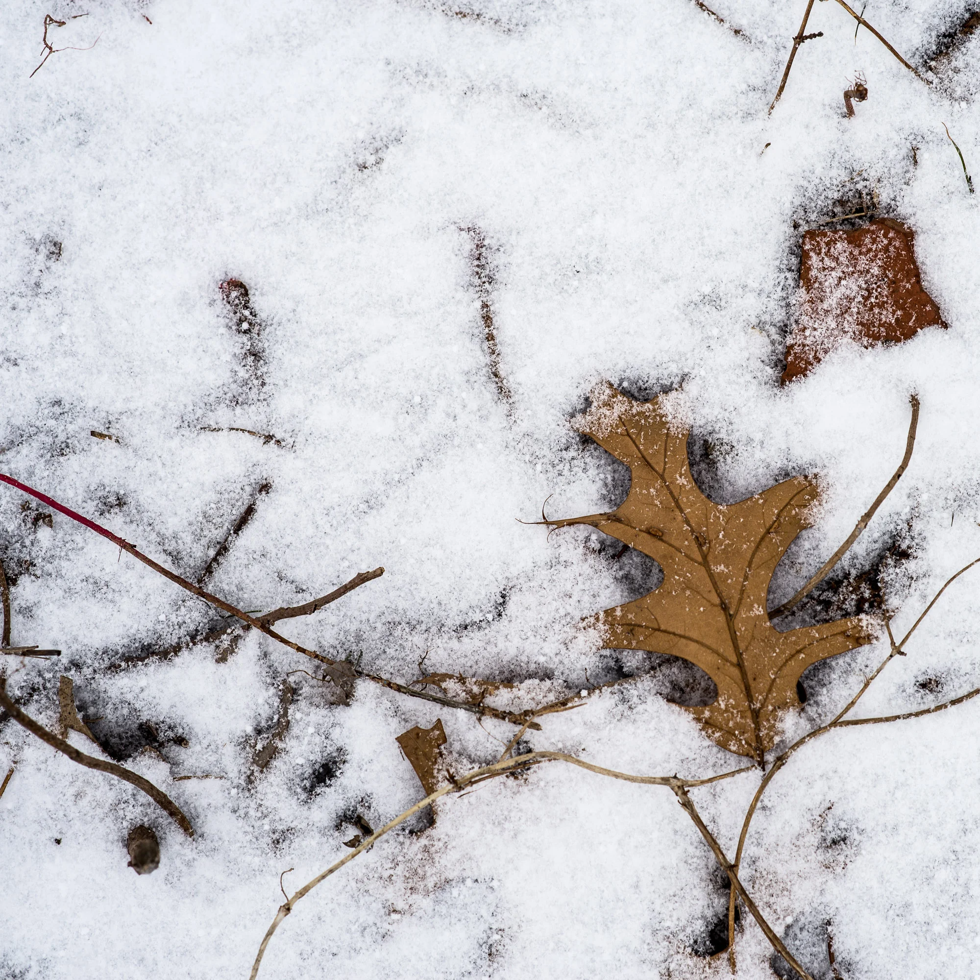 BROCKORR.COM_01_DSC5231_SQUARESPACE.jpg