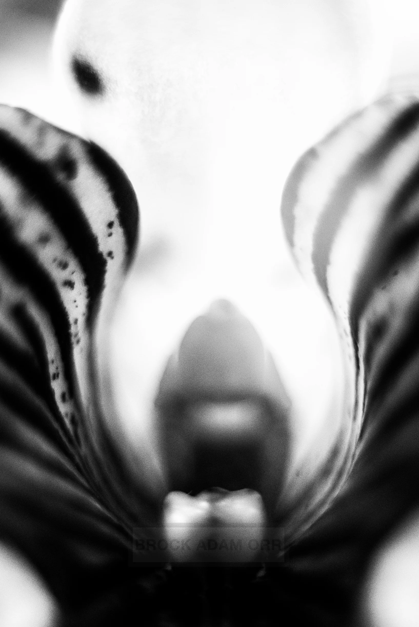 EQUUS BOTANICA.jpg